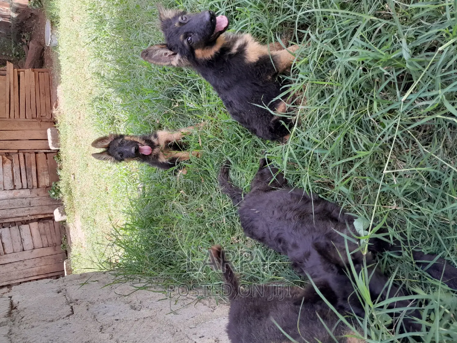1-3 months Female Purebred German Shepherd