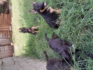 1-3 months Female Purebred German Shepherd