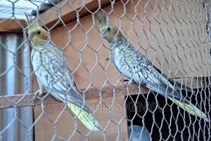 Pearl Cockatiels - thumbnail 2