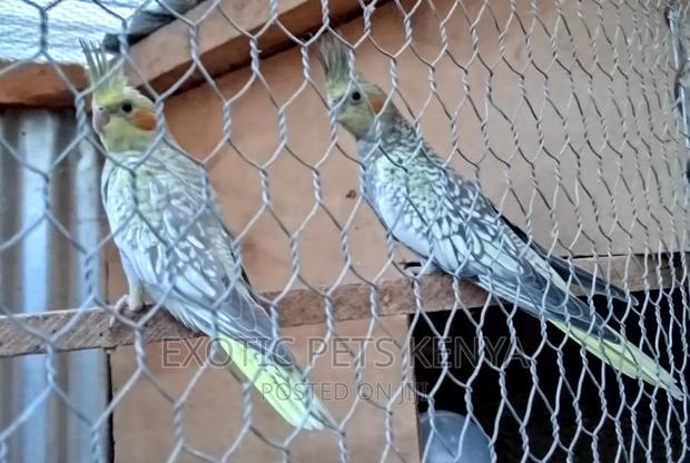 Pearl Cockatiels - main view