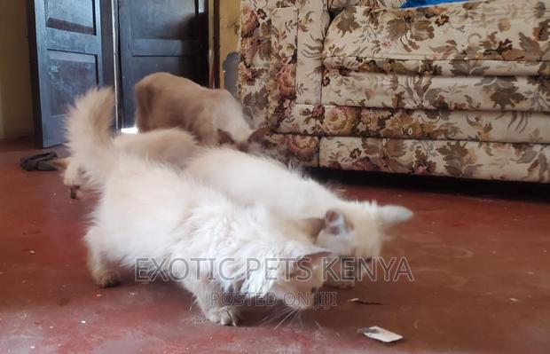 1-3 months Female Purebred Siamese - thumbnail 3