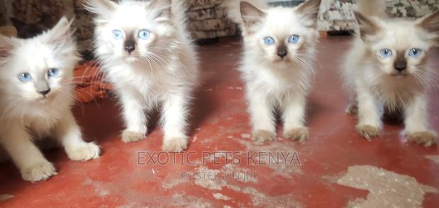 1-3 months Female Purebred Siamese - main view