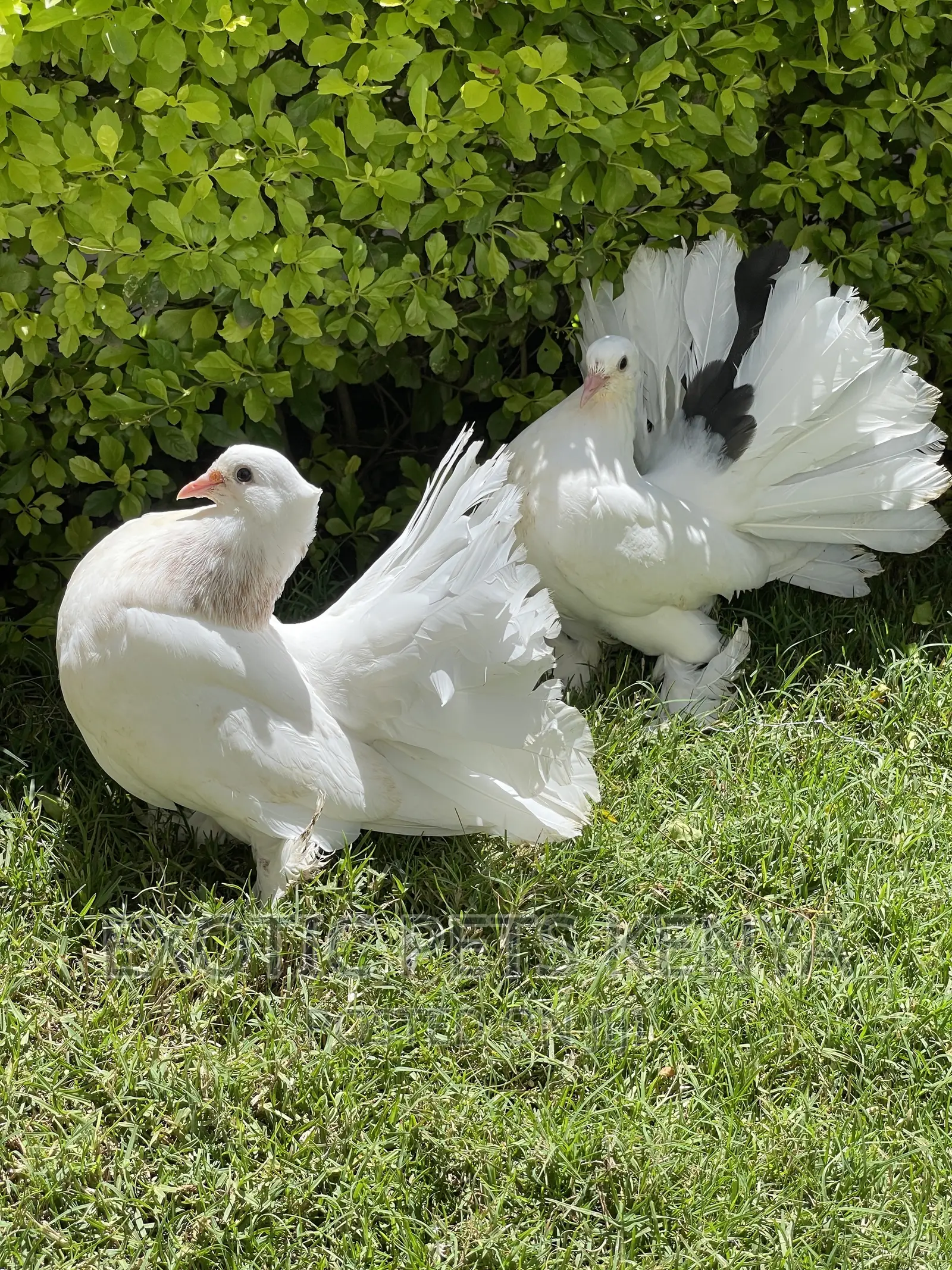 White Fantails