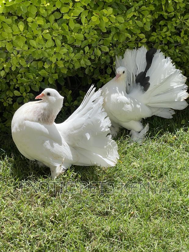 White Fantails - thumbnail 3
