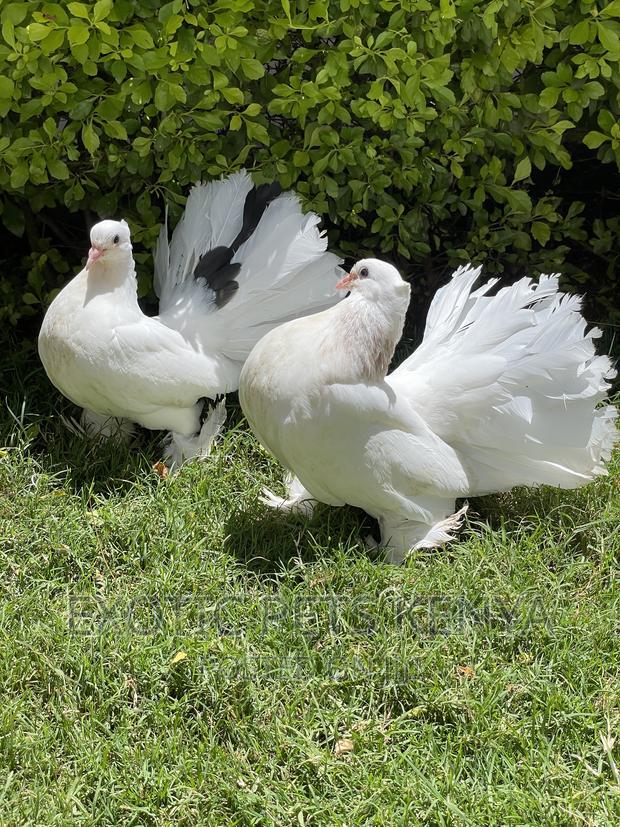 White Fantails - main view