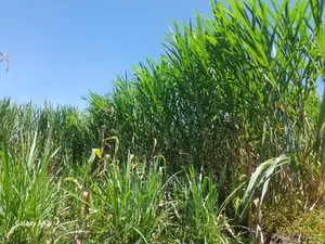 Pakchong F1