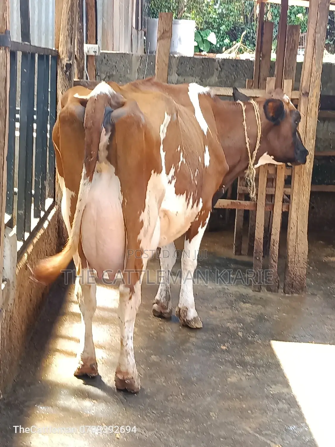 Ayrshire for Sale