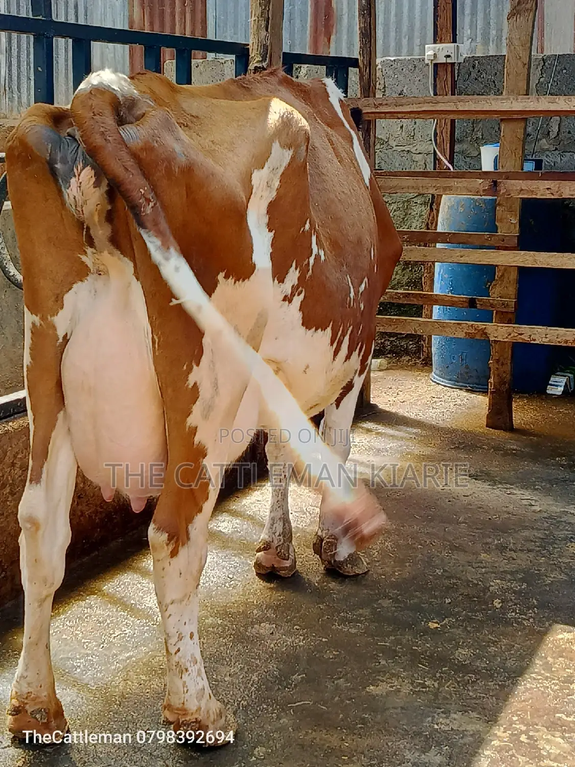 Ayrshire for Sale