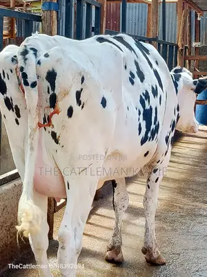 Holstein Friesian for Sale in Kenya