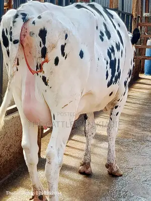 Holstein Friesian for Sale in Kenya
