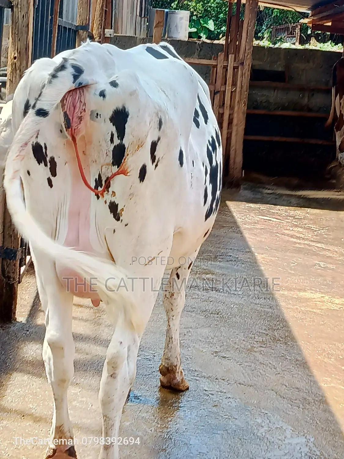 Holstein Friesian for Sale in Kenya