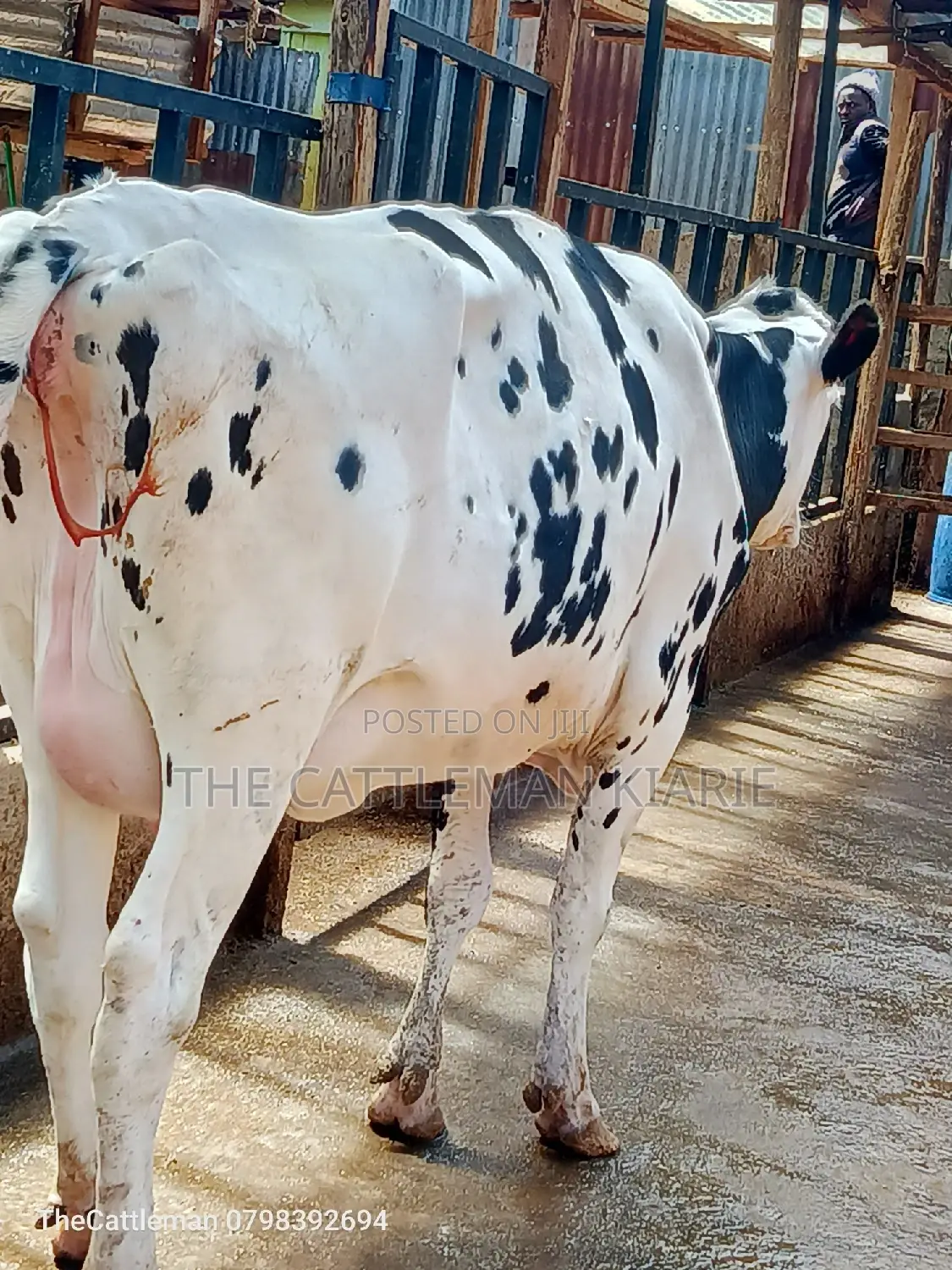 Holstein Friesian for Sale in Kenya