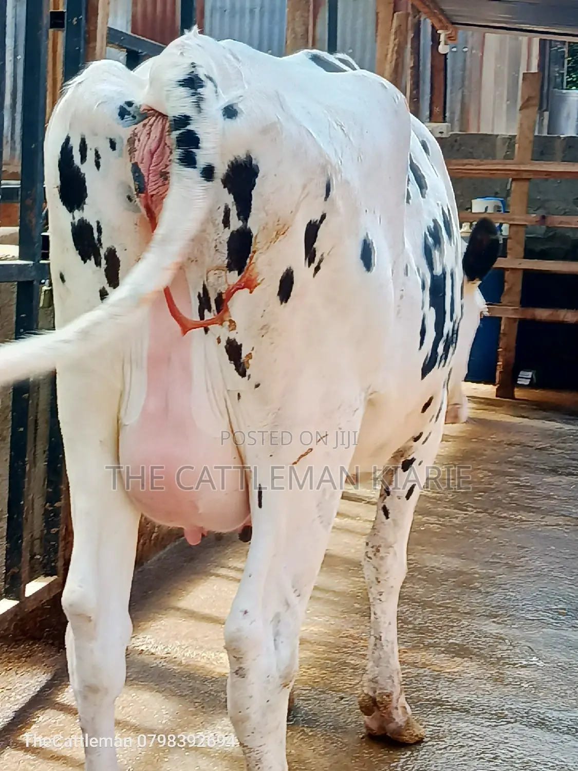 Holstein Friesian for Sale in Kenya