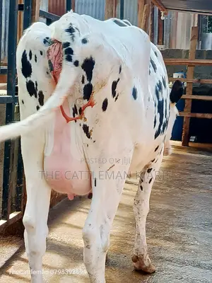 Holstein Friesian for Sale in Kenya