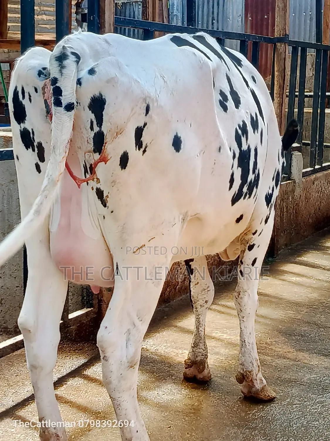 Holstein Friesian for Sale in Kenya