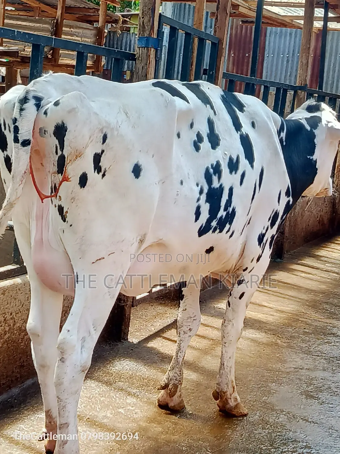 Holstein Friesian for Sale in Kenya