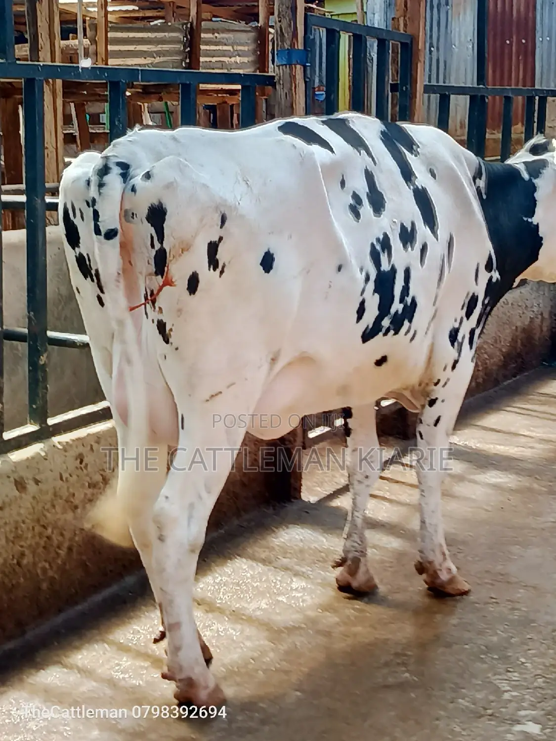 Holstein Friesian for Sale in Kenya