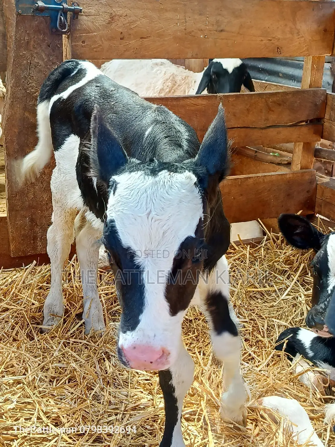 Holstein Friesian for Sale in Kenya