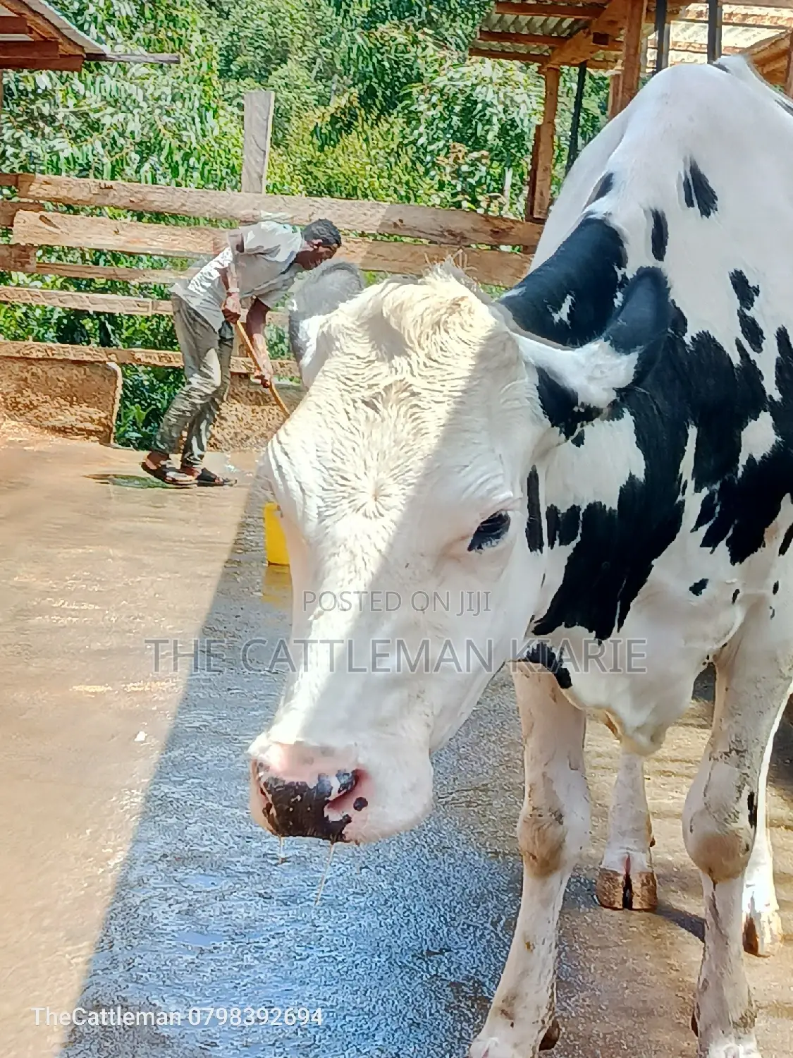 Holstein Friesian for Sale in Kenya