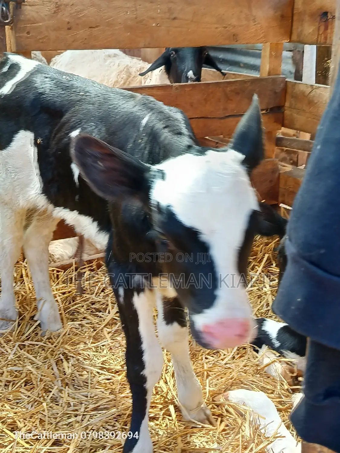 Holstein Friesian for Sale in Kenya