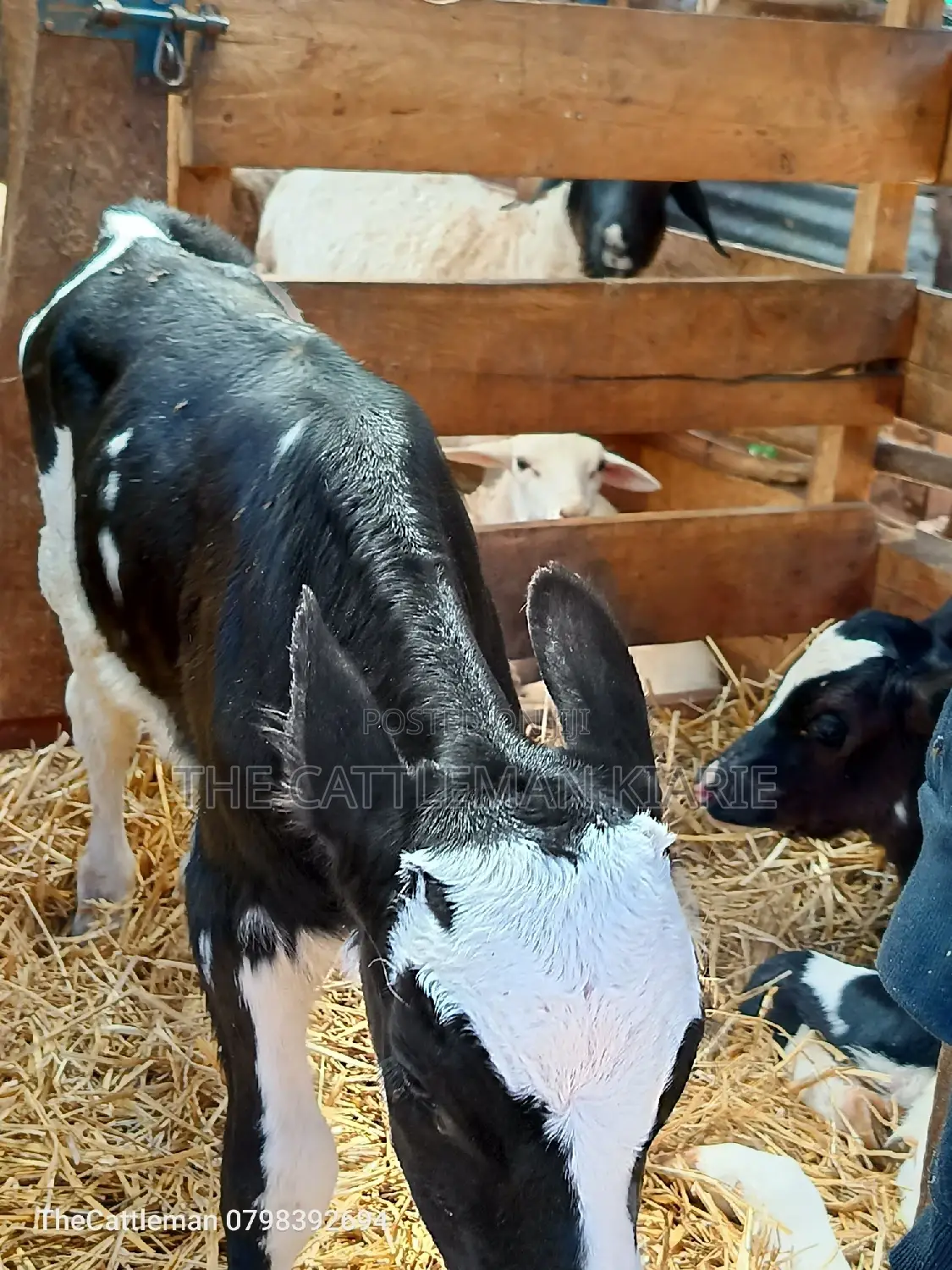 Holstein Friesian for Sale in Kenya