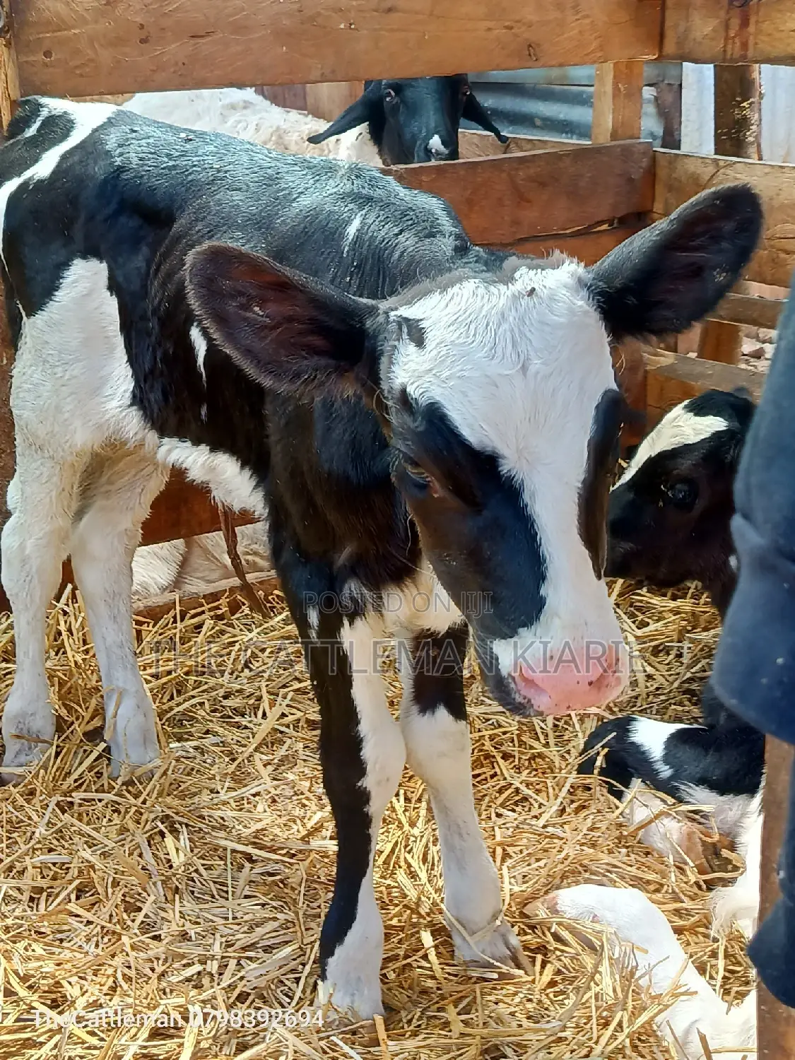 Holstein Friesian for Sale in Kenya