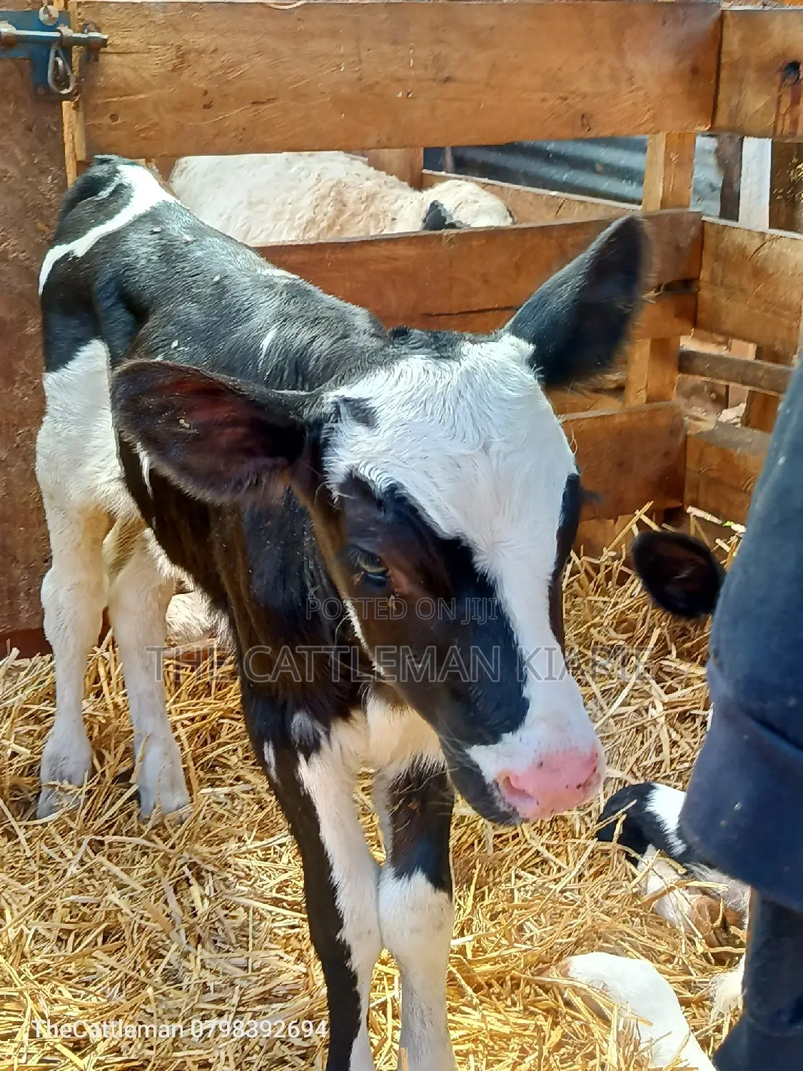 Holstein Friesian for Sale in Kenya