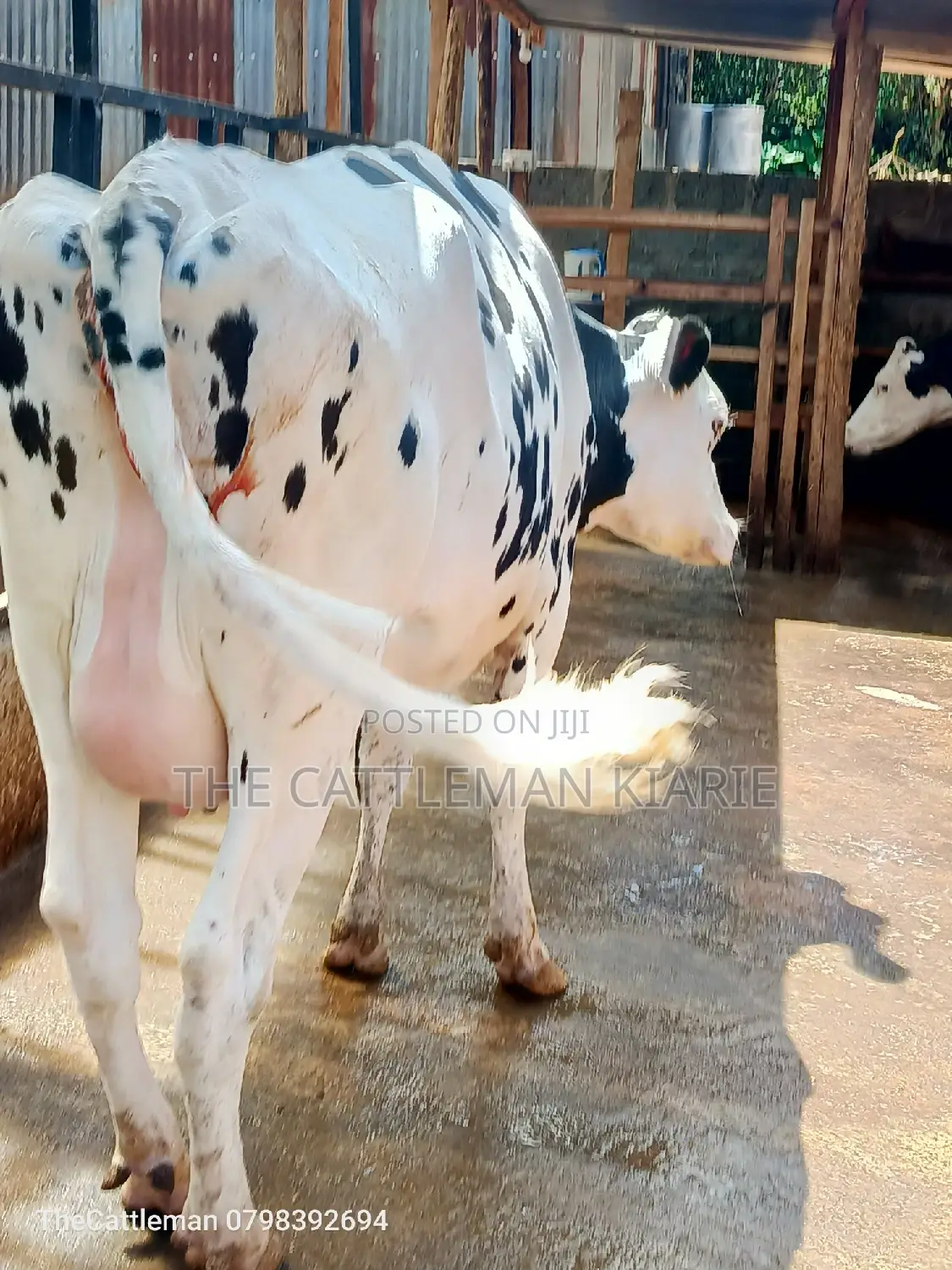 Holstein Friesian for Sale in Kenya