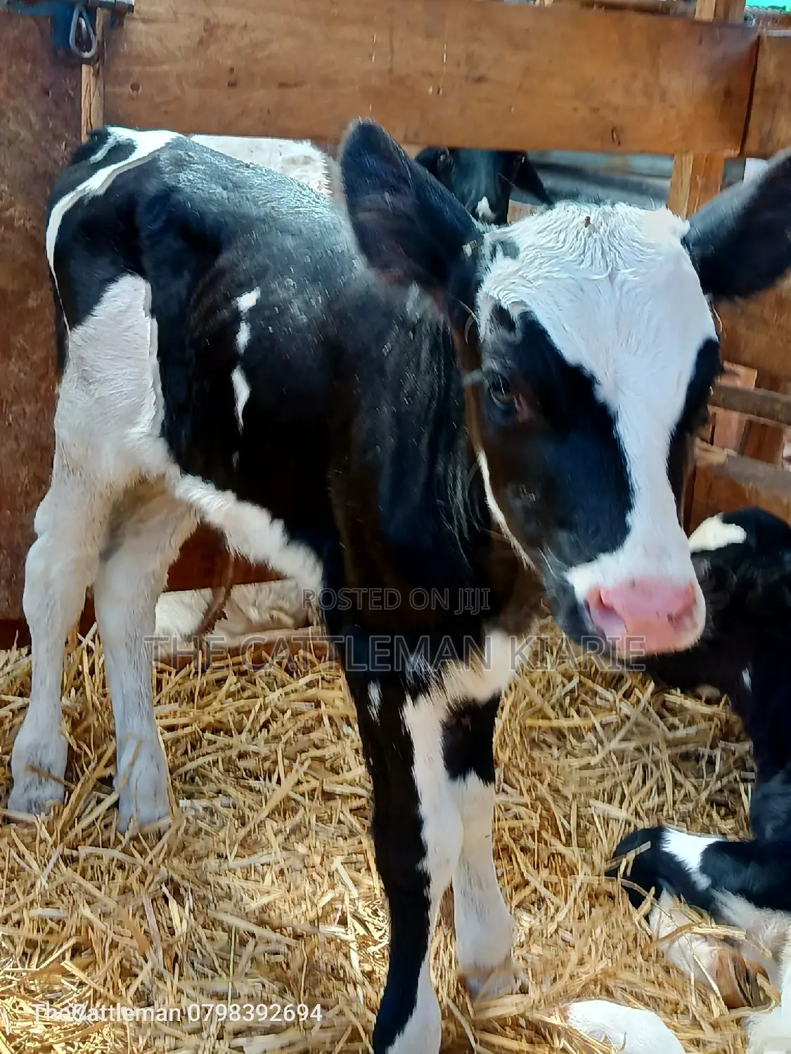 Holstein Friesian for Sale in Kenya