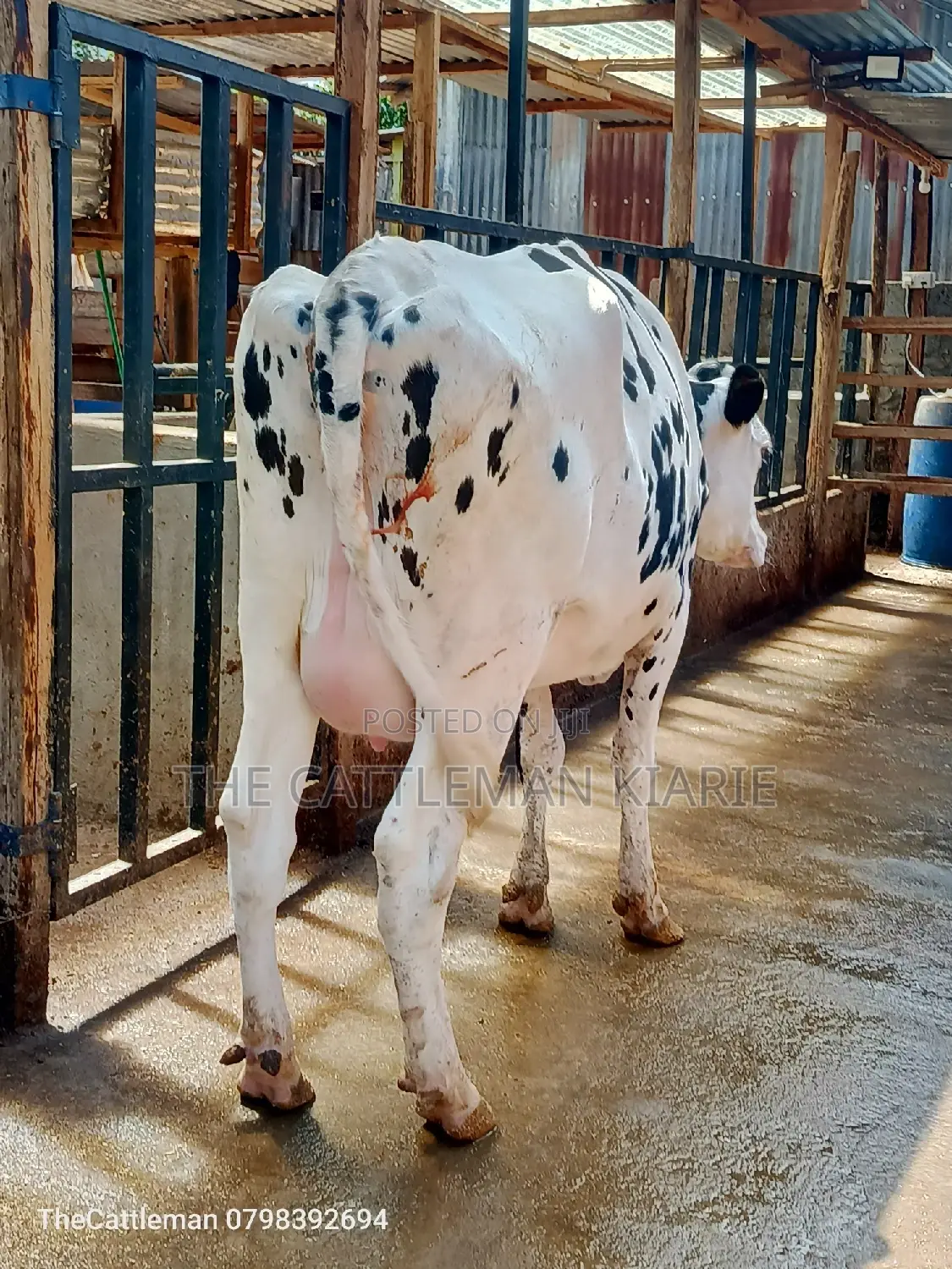 Holstein Friesian for Sale in Kenya