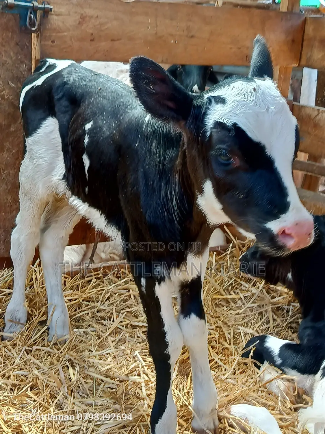 Holstein Friesian for Sale in Kenya