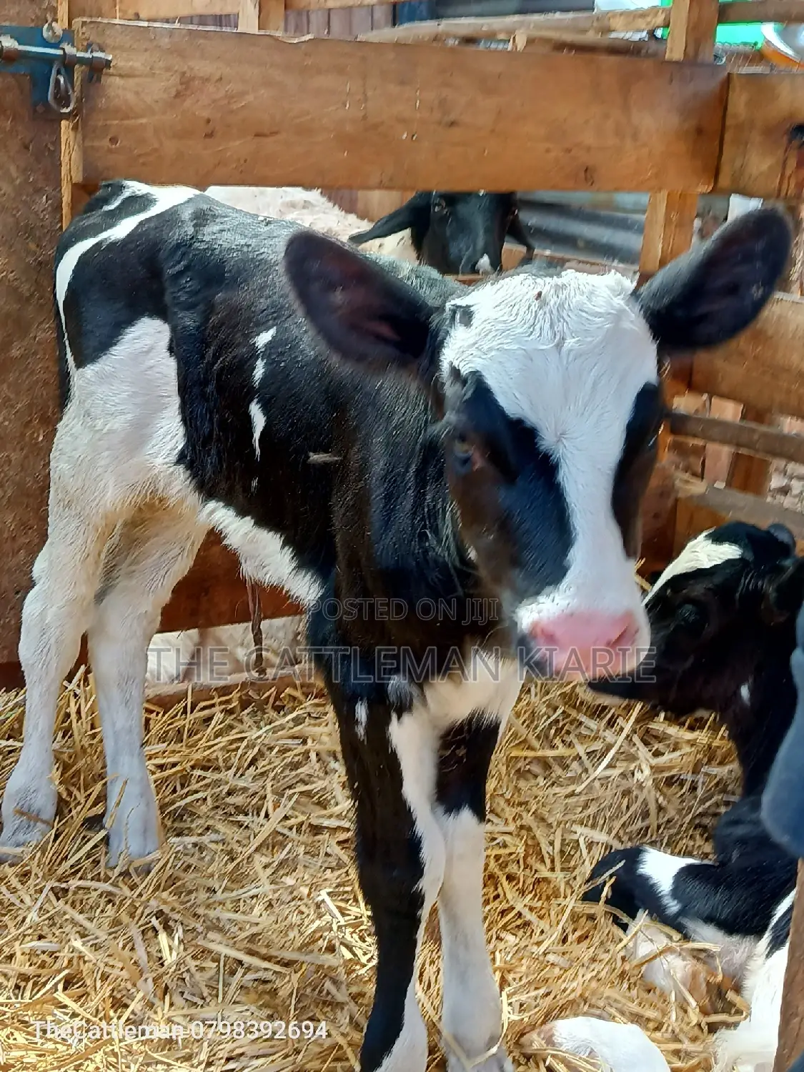 Holstein Friesian for Sale in Kenya