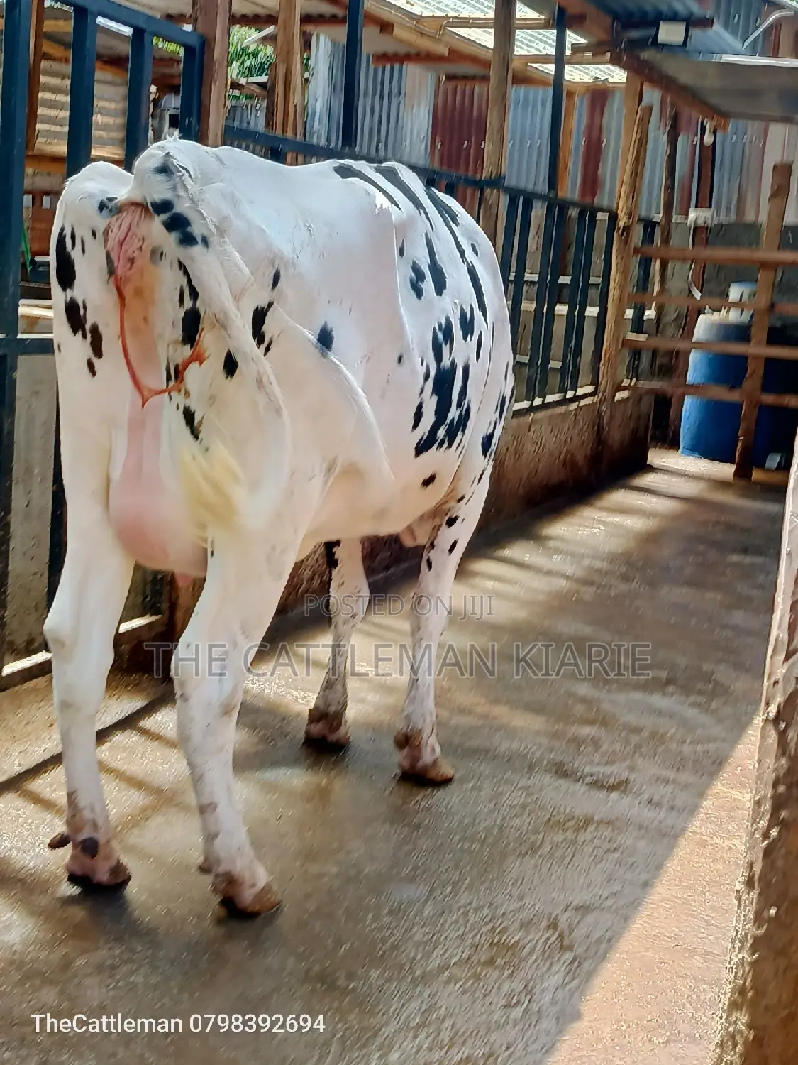 Holstein Friesian for Sale in Kenya