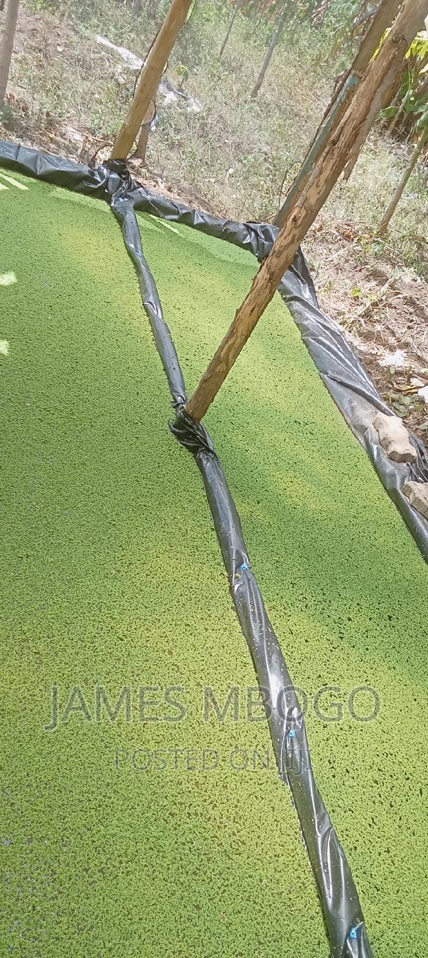 Azolla Seeds - thumbnail 5
