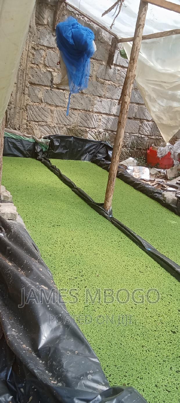 Azolla Seeds - thumbnail 6