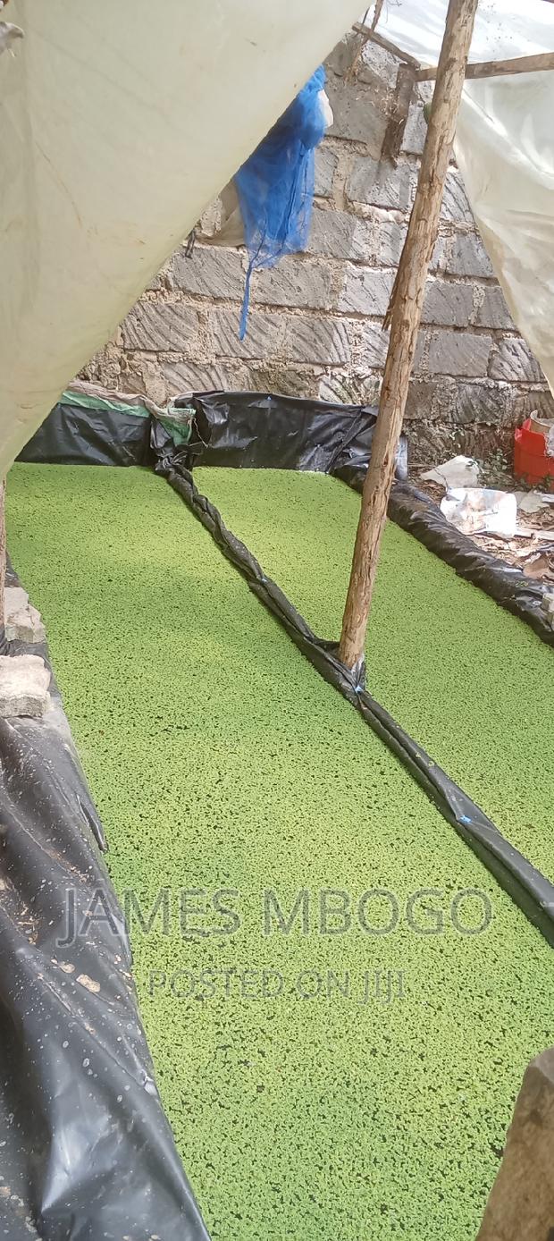 Azolla Seeds - thumbnail 7