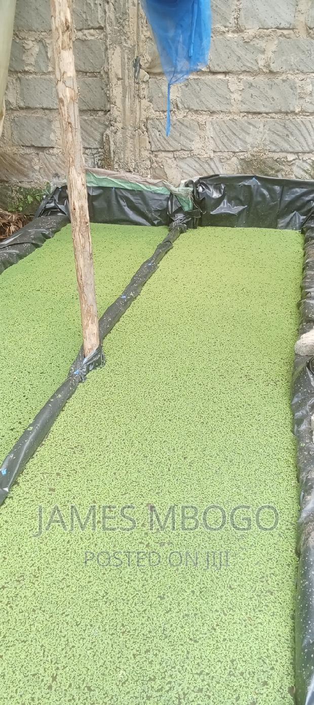 Azolla Seeds - thumbnail 9