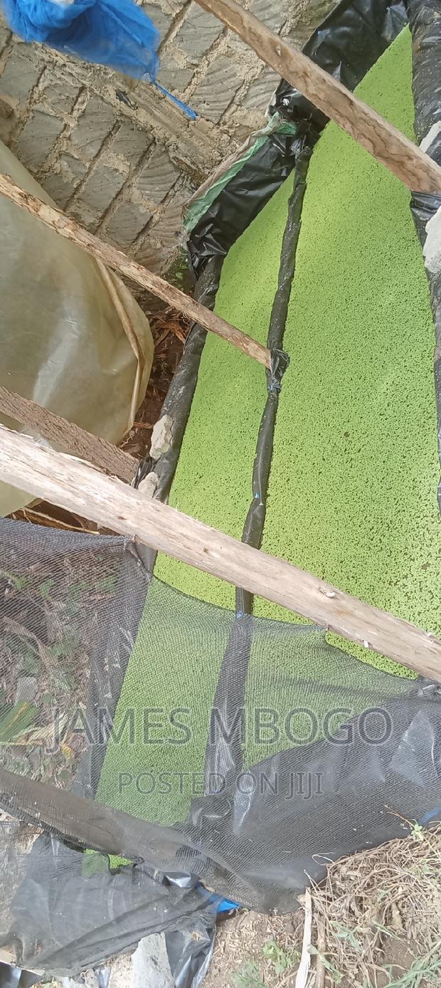 Azolla Seeds - thumbnail 10