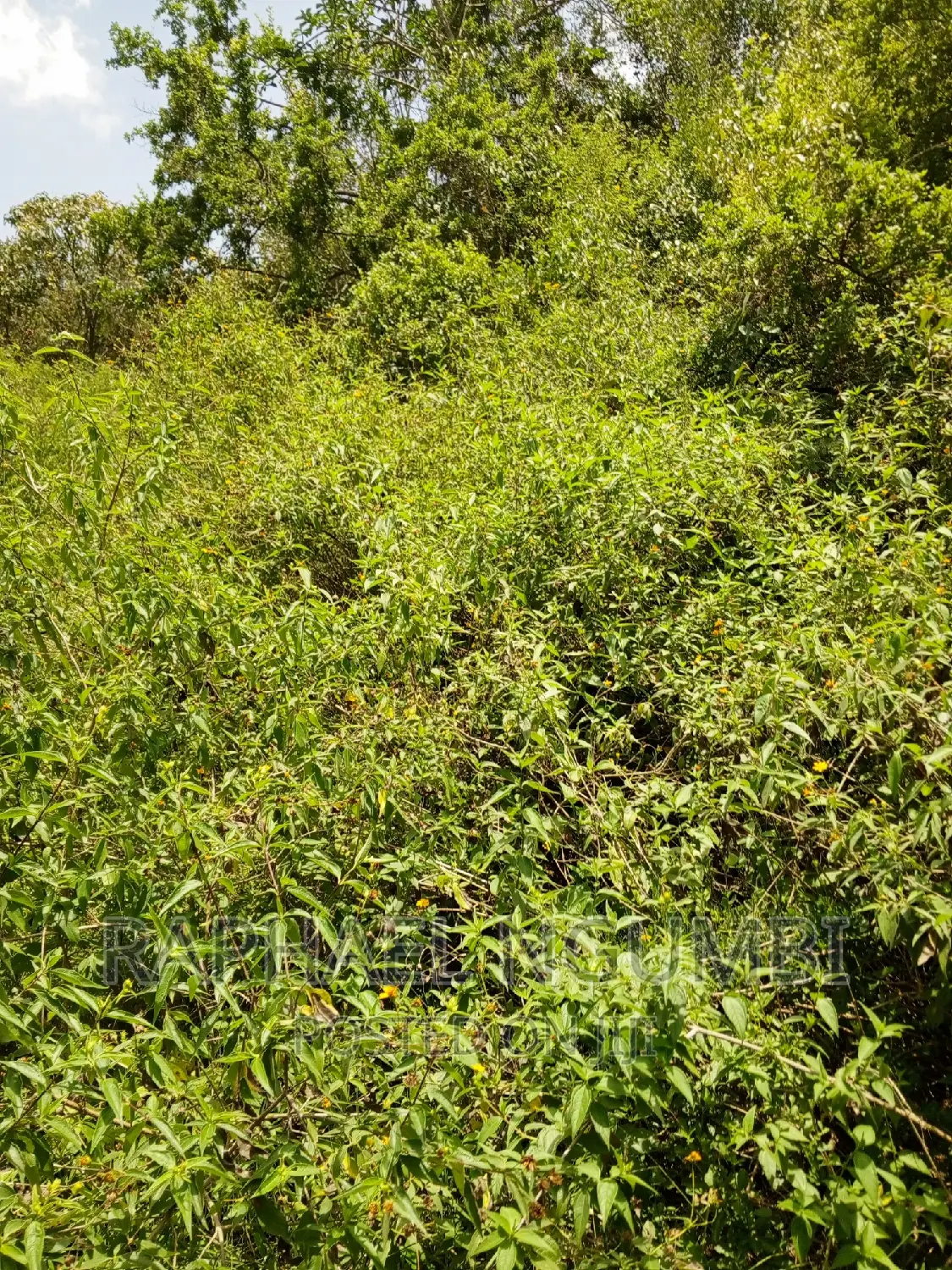 15 Acres Irrigation Land at Athi River