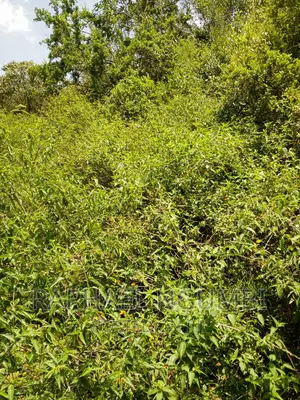 15 Acres Irrigation Land at Athi River