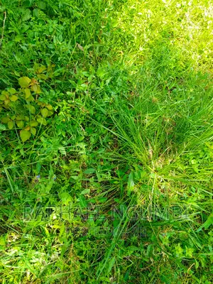 Three (3) Acres at Lukenya Kwa Mboo