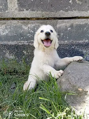 1-3 months Male Purebred Golden Retriever