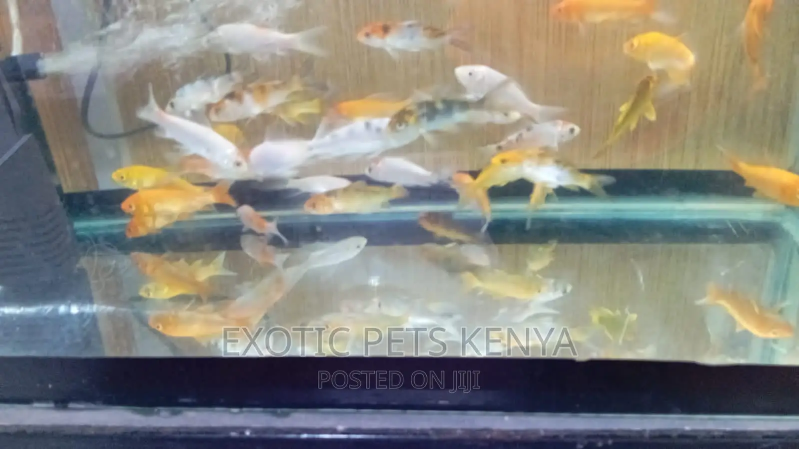 Goldfish for Sale