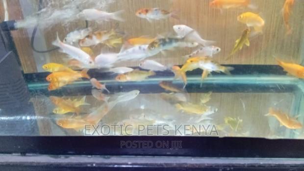 Goldfish for Sale - thumbnail 7