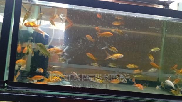 Goldfish for Sale - thumbnail 6
