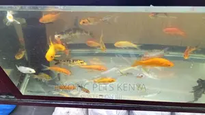 Goldfish for Sale