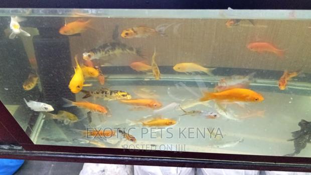 Goldfish for Sale - thumbnail 4