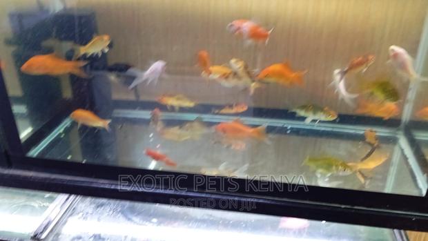 Goldfish for Sale - thumbnail 3
