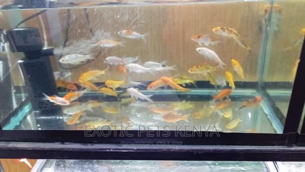 Goldfish for Sale - thumbnail 8