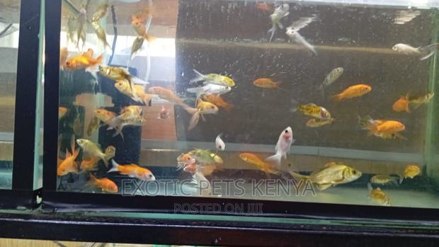 Goldfish for Sale - thumbnail 5
